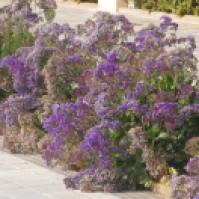 Lovely purple flowers lining the walk.
